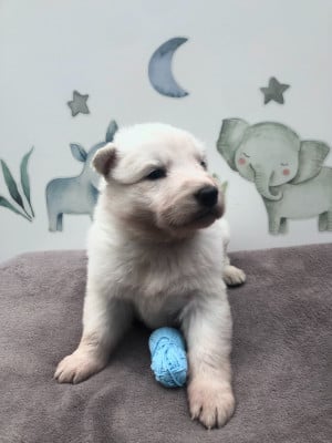 Les chiots de Berger Blanc Suisse