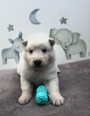 Les chiots de Berger Blanc Suisse