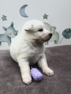 Les chiots de Berger Blanc Suisse