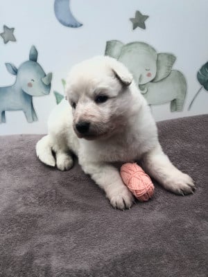 Les chiots de Berger Blanc Suisse