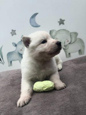 Les chiots de Berger Blanc Suisse