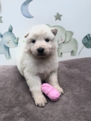 Les chiots de Berger Blanc Suisse