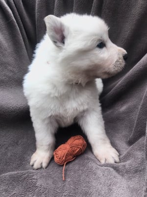 Les chiots de Berger Blanc Suisse