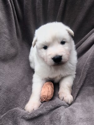Les chiots de Berger Blanc Suisse