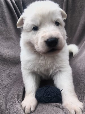 Les chiots de Berger Blanc Suisse