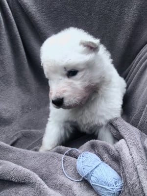 Les chiots de Berger Blanc Suisse