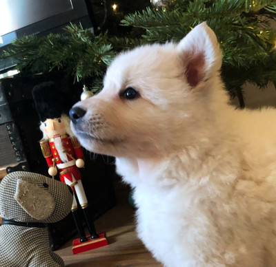 Les chiots de Berger Blanc Suisse