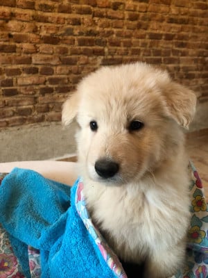 Les chiots de Berger Blanc Suisse
