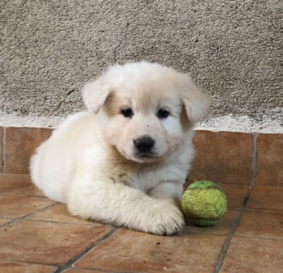 Les chiots de Berger Blanc Suisse