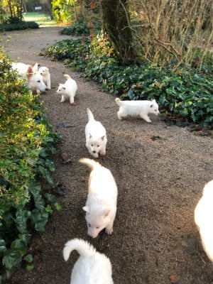Les chiots de Berger Blanc Suisse