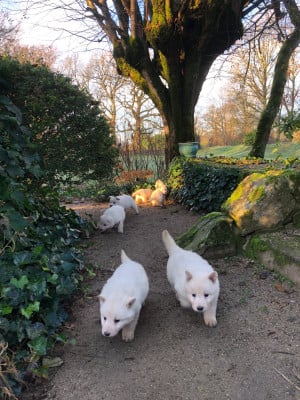 Les chiots de Berger Blanc Suisse