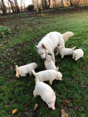 Les chiots de Berger Blanc Suisse
