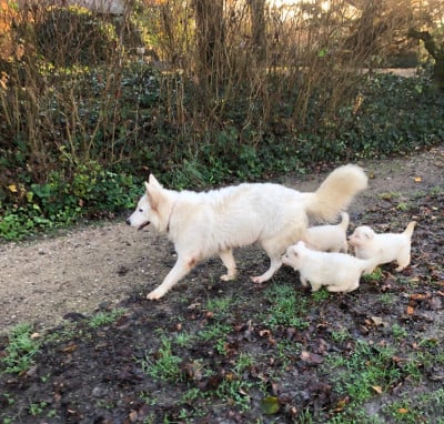 Les chiots de Berger Blanc Suisse