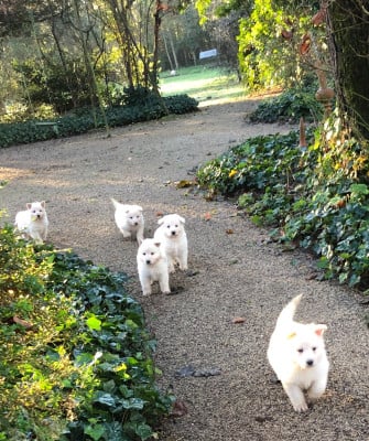 Les chiots de Berger Blanc Suisse