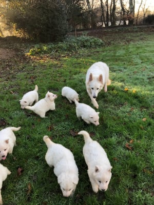 Les chiots de Berger Blanc Suisse