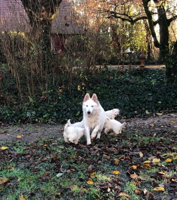 Les chiots de Berger Blanc Suisse