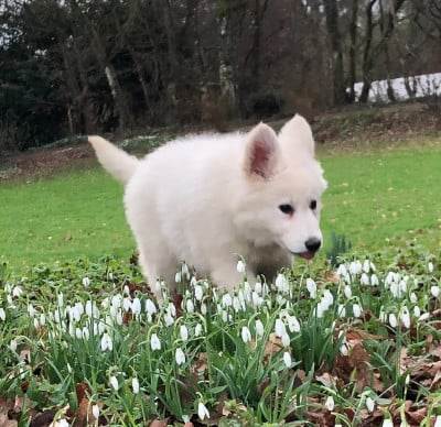 Les chiots de Berger Blanc Suisse