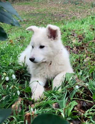Les chiots de Berger Blanc Suisse