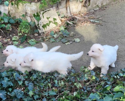 Les chiots de Berger Blanc Suisse