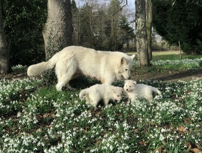 Les chiots de Berger Blanc Suisse