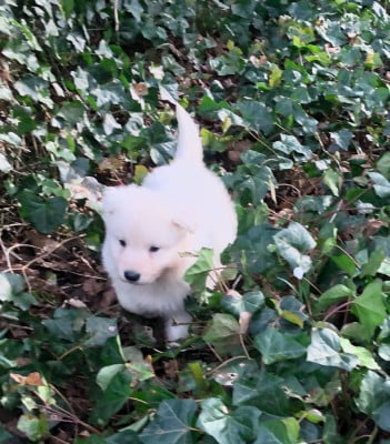 Les chiots de Berger Blanc Suisse