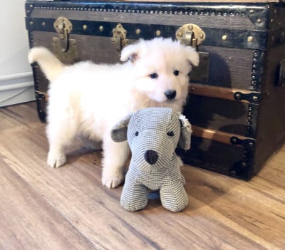 Les chiots de Berger Blanc Suisse