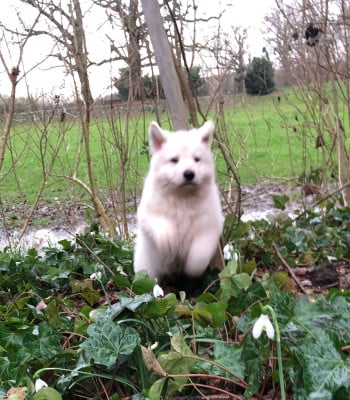 Les chiots de Berger Blanc Suisse