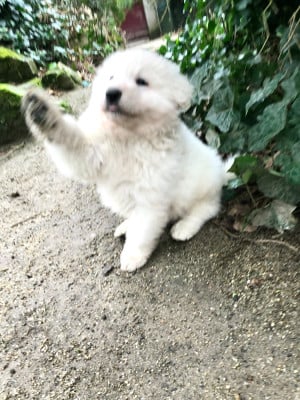 Les chiots de Berger Blanc Suisse