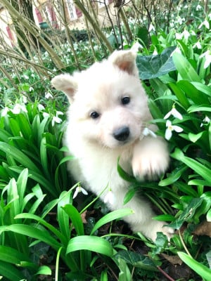 Les chiots de Berger Blanc Suisse