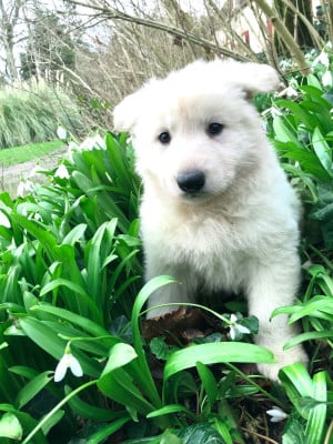 Les chiots de Berger Blanc Suisse