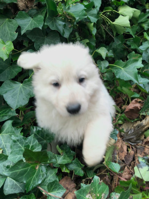 Les chiots de Berger Blanc Suisse