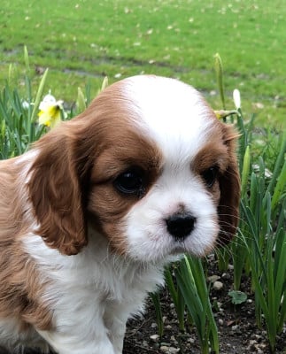 Les chiots de Cavalier King Charles Spaniel