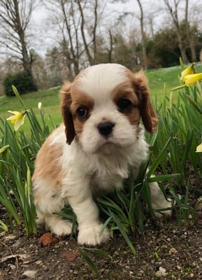 Les chiots de Cavalier King Charles Spaniel