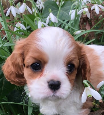 Les chiots de Cavalier King Charles Spaniel