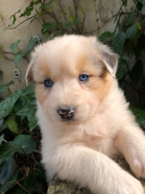 Les chiots de Berger Australien