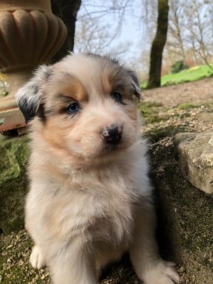 Les chiots de Berger Australien