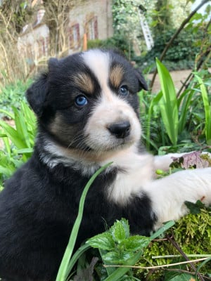 Les chiots de Berger Australien