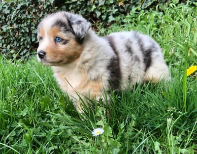 Les chiots de Berger Australien