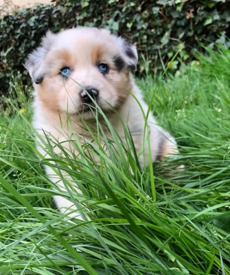 Les chiots de Berger Australien
