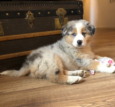 Les chiots de Berger Australien