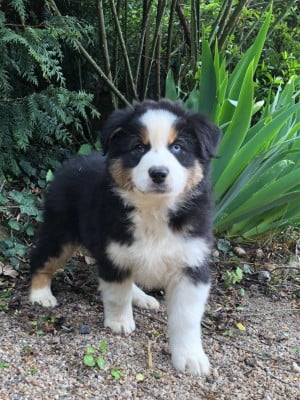 Les chiots de Berger Australien