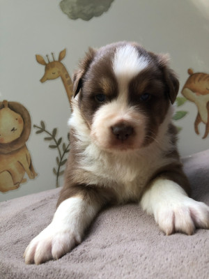 Les chiots de Berger Australien