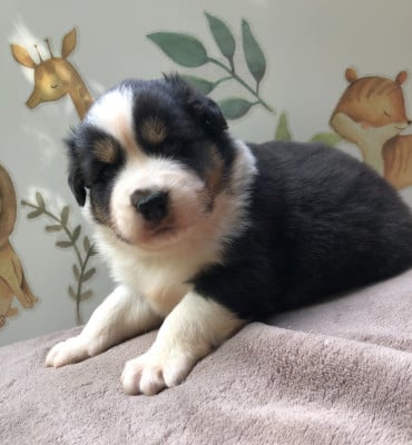 Les chiots de Berger Australien