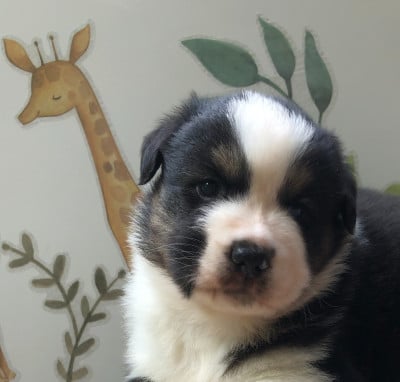Les chiots de Berger Australien