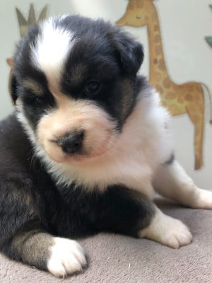 Les chiots de Berger Australien