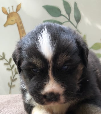 Les chiots de Berger Australien
