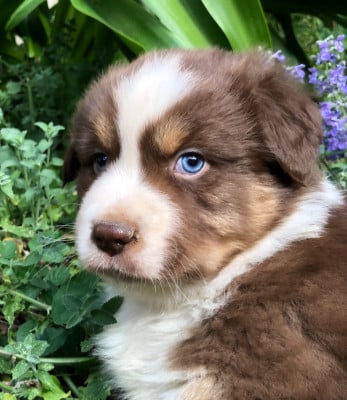Les chiots de Berger Australien
