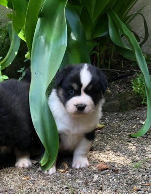 Les chiots de Berger Australien