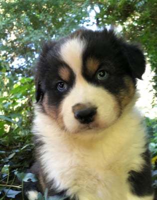 Les chiots de Berger Australien