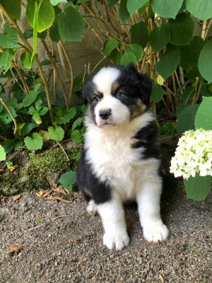 Les chiots de Berger Australien